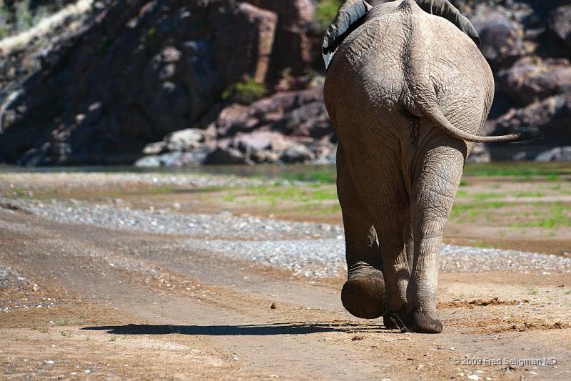 20090604_120649 D300 X1.jpg - Elephants